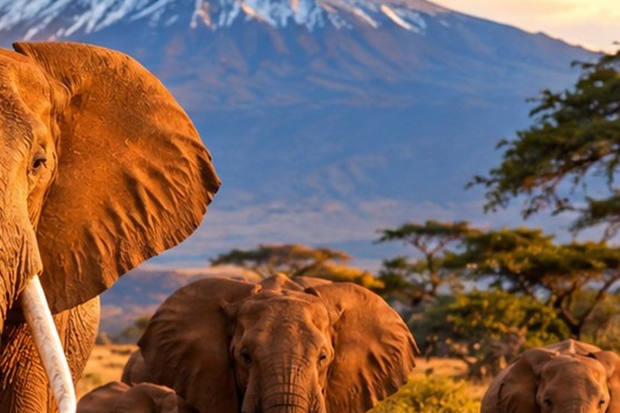 4 Days Tsavo & Amboseli Safari